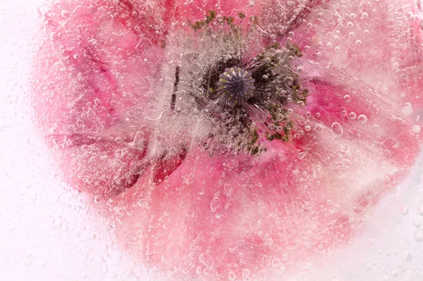 Field Poppy Flower Frozen Block Ice — Stock Photo, Image