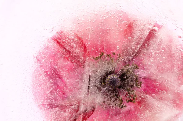 Pole Maku Kwiat Zamrożony Bloku Lodu — Zdjęcie stockowe