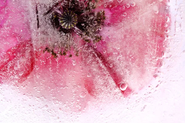 氷の塊の中で凍結フィールドポピーの花 — ストック写真