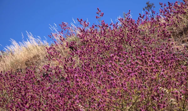 Gran Canaria Virágai Salvia Canariensis Kanári Zsálya Nyáron Virágzik — Stock Fotó