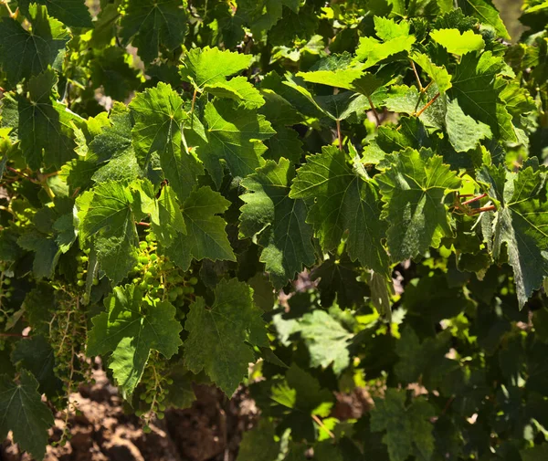 Vinná Réva Vitis Vinifera Pěstování Gran Canaria — Stock fotografie