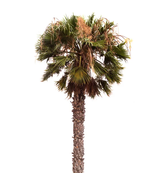 Flora Gran Canaria Especie Introducida Sabal Palm Aka Palmetto Aislada —  Fotos de Stock