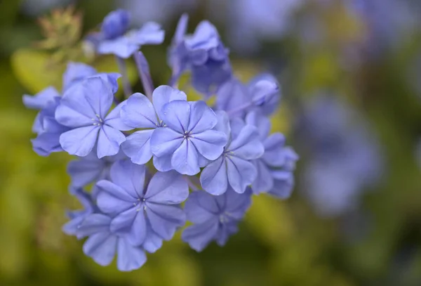Красиві Світло Блакитні Квіти Блакитного Грибаго Природний Квітковий Фон — стокове фото