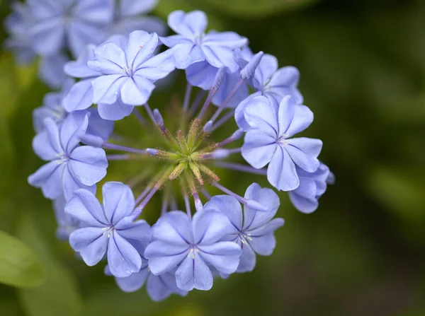 青プルンバゴの美しい薄い青の花自然花の背景 — ストック写真