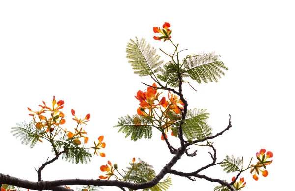 Bloemen Van Vlamboom Delonix Regia Geïsoleerd Wit — Stockfoto