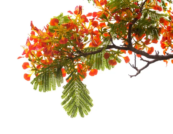 Bloemen Van Vlamboom Delonix Regia Geïsoleerd Wit — Stockfoto