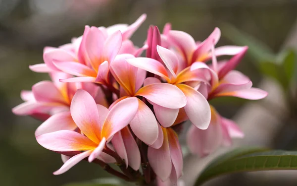 Rosa Flores Frangipani Fundo Macro Floral Natural — Fotografia de Stock