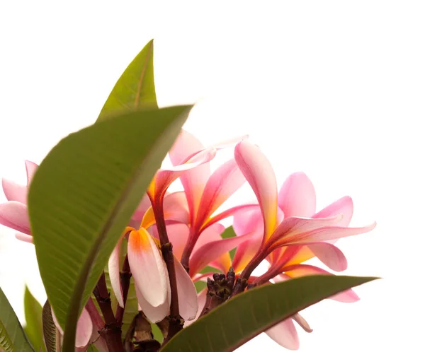 Pink Frangipani Flower Cluster Isolated White — Stock Photo, Image