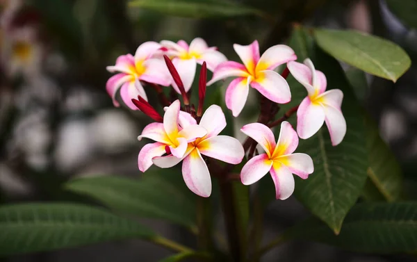 Rosa Flores Frangipani Fundo Macro Floral Natural — Fotografia de Stock