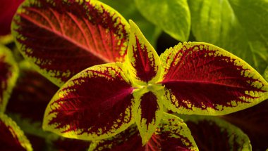 Coleus 'un renkli arka planı, boyalı ısırgan otu, yapraklar.