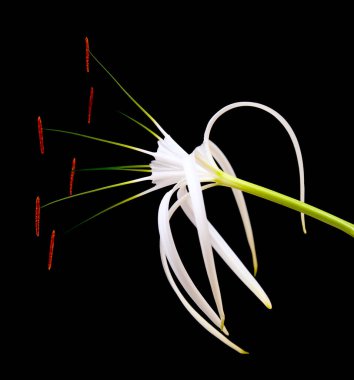 Beyaz Karayip zambakları siyah arka planda izole edilmiş.