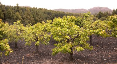 Las Cumbres 'deki cüce armut bahçeleri, Gran Canaria' nın Zirveleri, yukarıda beyaz arka plan