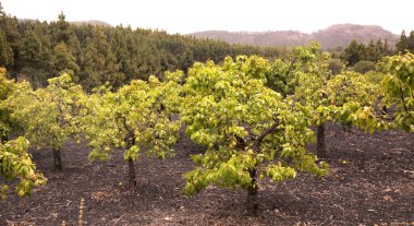 Dwarf pear tree orchards in Las Cumbres, The Summits of Gran Canaria, white background above clipart