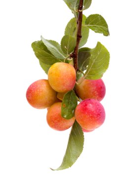 Küçük kiraz erikleri, beyaz arka planda izole edilmiş.