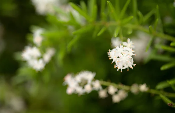 Fond Macro Floral Avec Minuscules Fleurs Blanches Fougère Queue Renard — Photo