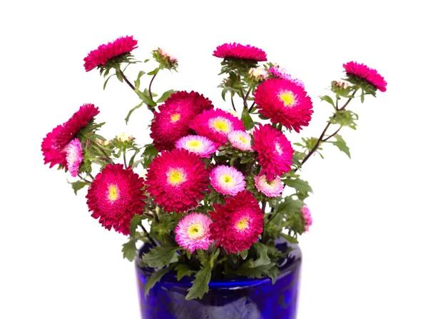 Kinesisk Aster Callistephus Chinensis Bukett Med Snittblommor Bakgrund — Stockfoto