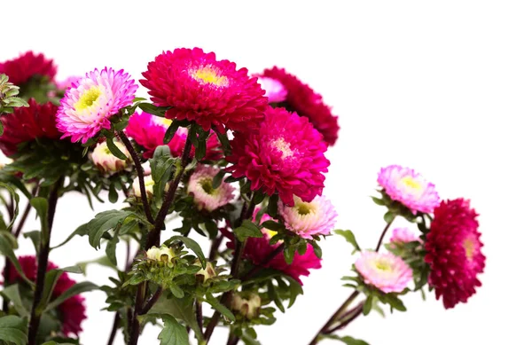 中国語のAster Callistephus Chinensis 平野の背景に隔離 — ストック写真