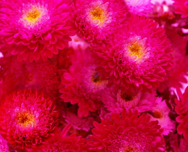 Chinese Aster Callistephus Chinensis Isolated Plain Background — Stock Photo, Image