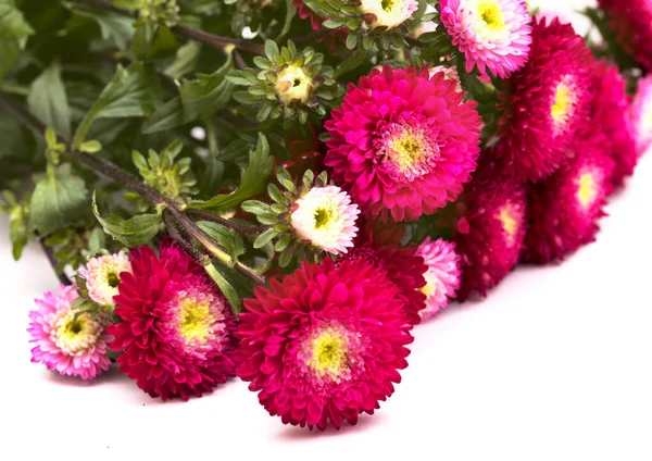 Chinesische Aster Callistephus Chinensis Isoliert Auf Schlichtem Hintergrund — Stockfoto