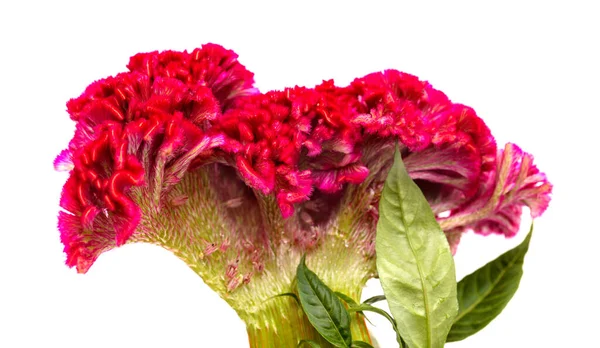 Celsia Cristata コックスコムの花 プレーンな背景に隔離された — ストック写真