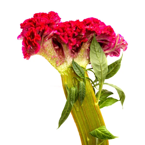 Celsia Cristata コックスコムの花 プレーンな背景に隔離された — ストック写真