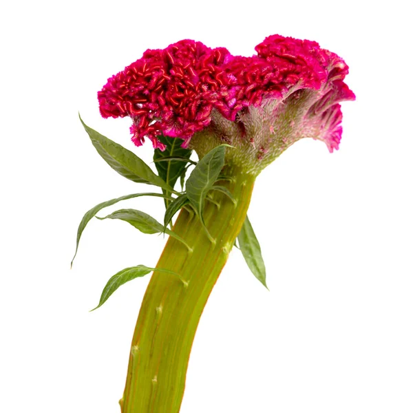 Celosia Cristata Cockscomb Flower Isolated Plain Background — Stock Photo, Image