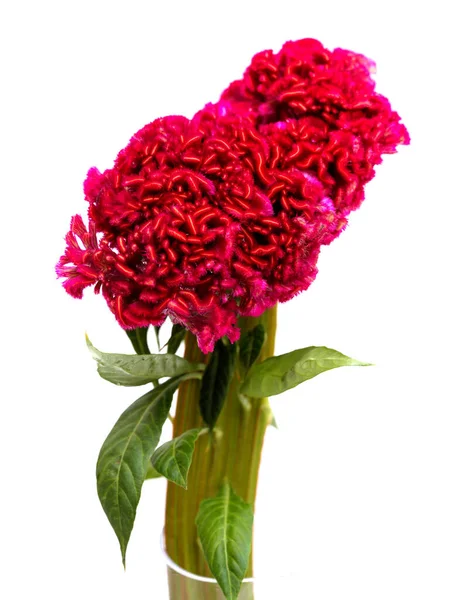 Celosia Cristata Fiore Pettine Isolato Fondo Chiaro — Foto Stock