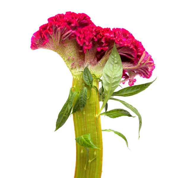 Celosia Cristata Cockscomb Virág Elszigetelt Egyszerű Alapon — Stock Fotó