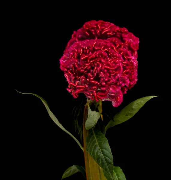 Celosia Cristata Kohoutí Hřeben Květiny Izolované Prostém Pozadí — Stock fotografie