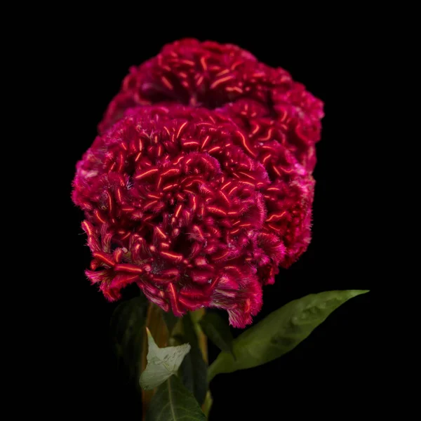 Celosia Cristata Kohoutí Hřeben Květiny Izolované Prostém Pozadí — Stock fotografie