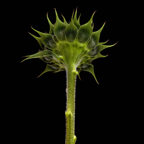 Tournesol Non Ouvert Isolé Sur Fond Plat — Photo