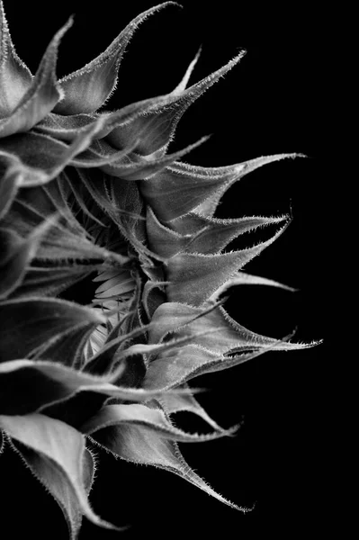 Unopened Sunflower Isolated Plain Background — Stock Photo, Image