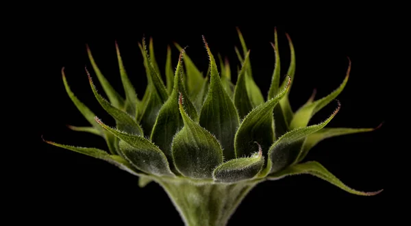 Unopened sunflower isolated on plain background