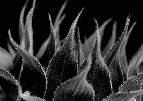 Girasol Sin Abrir Aislado Sobre Fondo Liso — Foto de Stock