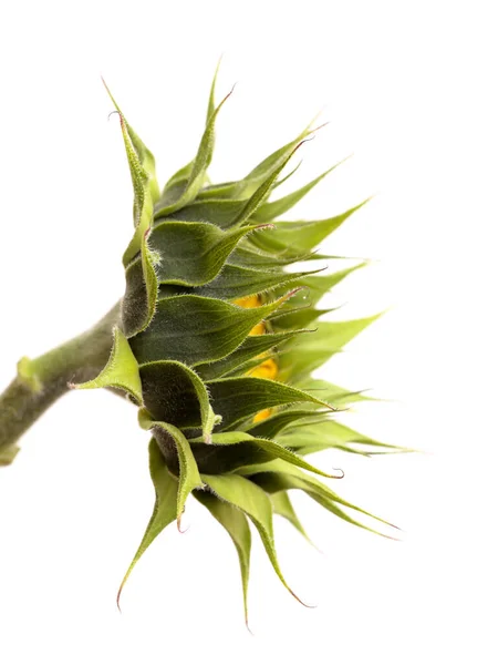 Unopened Sunflower Isolated Plain Background — Stock Photo, Image