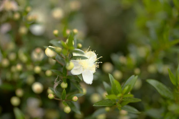 Myrtle Květiny Tmavě Zelené Zeleň Přírodní Pozadí — Stock fotografie