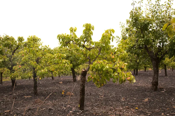 Alberi Pere Nane Las Cumbres Vette Gran Canaria Sfondo Bianco — Foto Stock