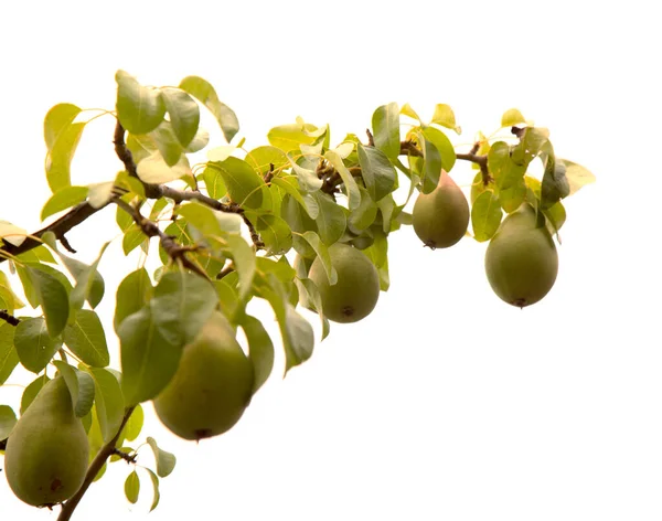 Päron Grenar Med Mognad Frukt Isolerad Vit Bakgrund — Stockfoto