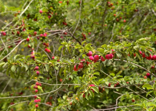 小さな桜梅 自然食品の背景 — ストック写真