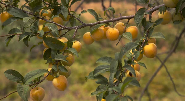 Kleine Kersen Pruimen Natuurlijke Voedsel Achtergrond — Stockfoto