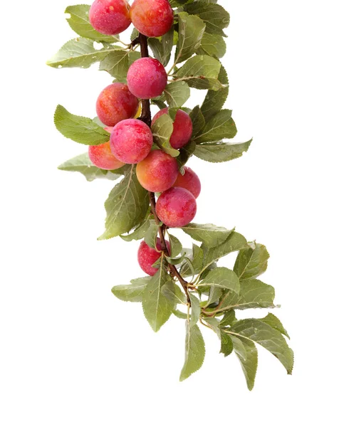 Small Cherry Plums Isolated White Background — Stock Photo, Image