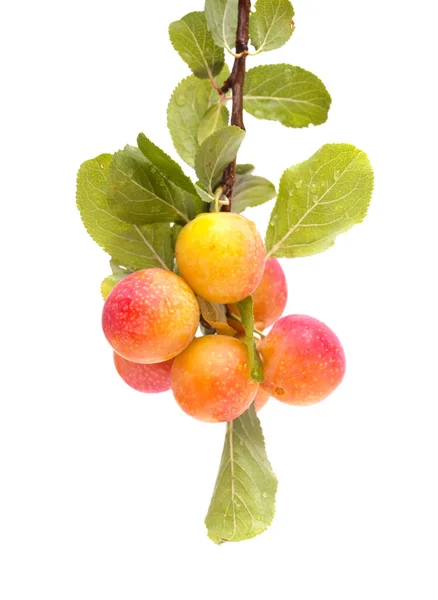 Kis Cseresznye Szilva Elszigetelt Fehér Alapon — Stock Fotó