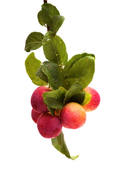 Kis Cseresznye Szilva Elszigetelt Fehér Alapon — Stock Fotó
