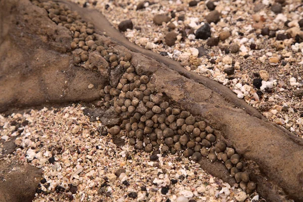 Gran Canaria Textury Skal Confital Pláži Okraji Las Palmas — Stock fotografie