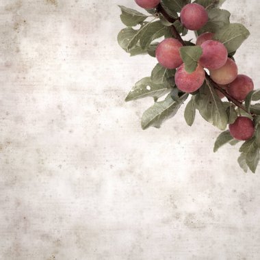 desenli eski kağıt arka plan, kare, kiraz eriği dalları ile