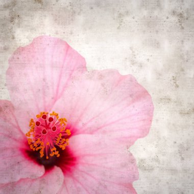 amber çiçeğiyle dokulu eski kağıt arkaplan