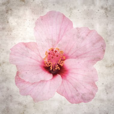 amber çiçeğiyle dokulu eski kağıt arkaplan