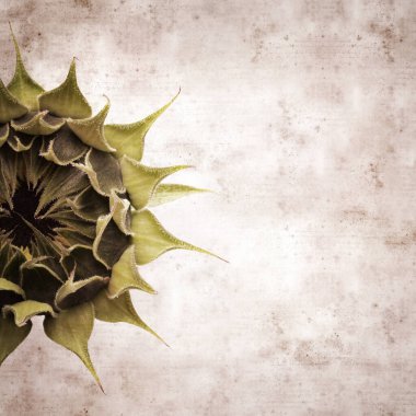 desenli eski kağıt arka plan, kare, açılmamış ayçiçeği ile