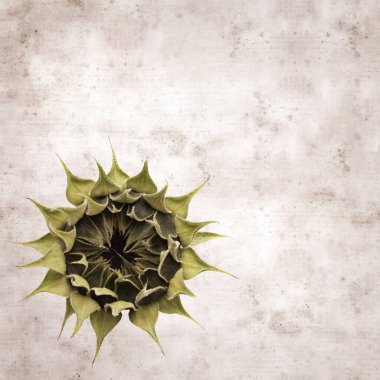 desenli eski kağıt arka plan, kare, açılmamış ayçiçeği ile