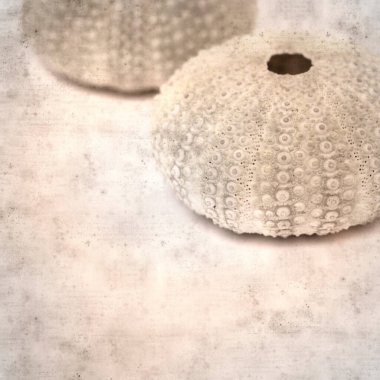 desenli eski kağıt arka plan, kare, deniz kestanesi iskeleti